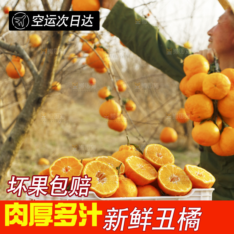 果园农民手里采摘丑橘