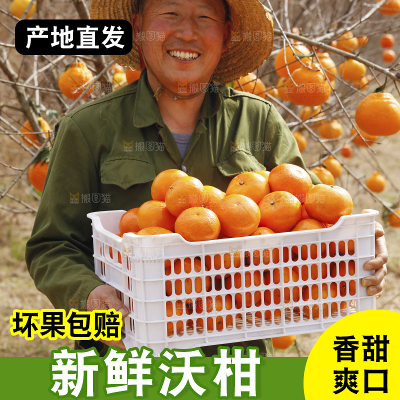 果园农民抱着一框武鸣沃柑