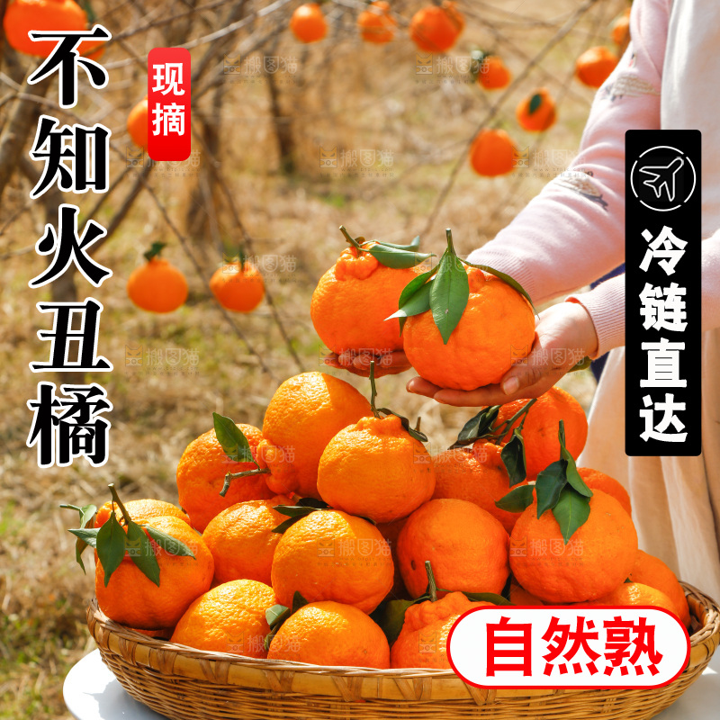 手里拿着不知火丑橘