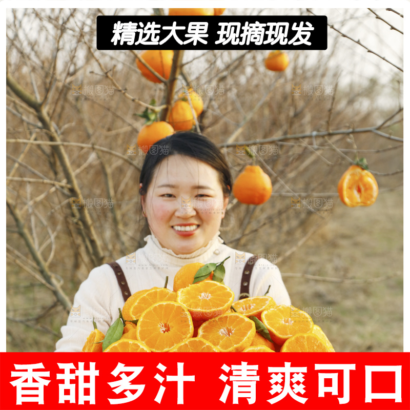 果园女人手里端着一篮耙耙柑