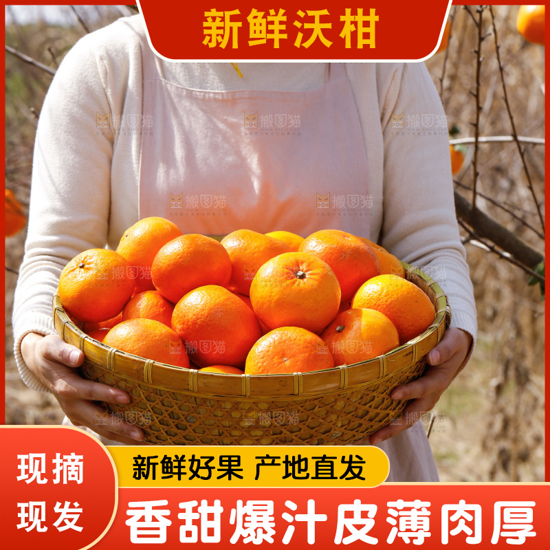 手里端着一篮新鲜沃柑