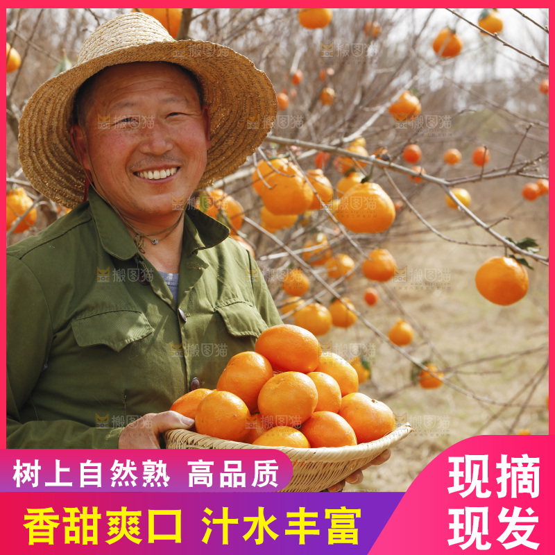 果园农民手里端着一篮武鸣沃柑