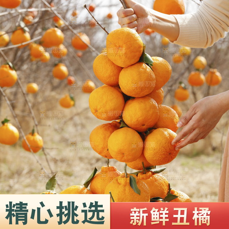 手里拿着一串丑橘