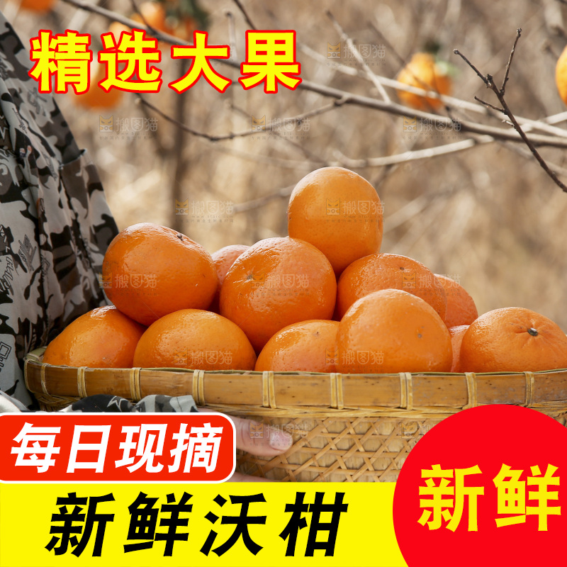 果园手里端着一篮新鲜沃柑