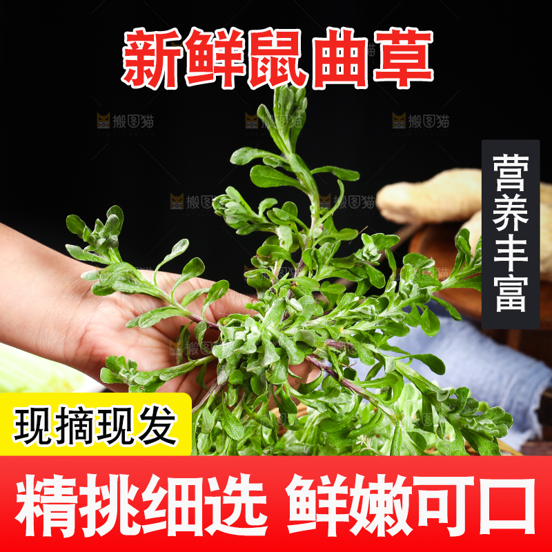 手上拿着鼠曲草