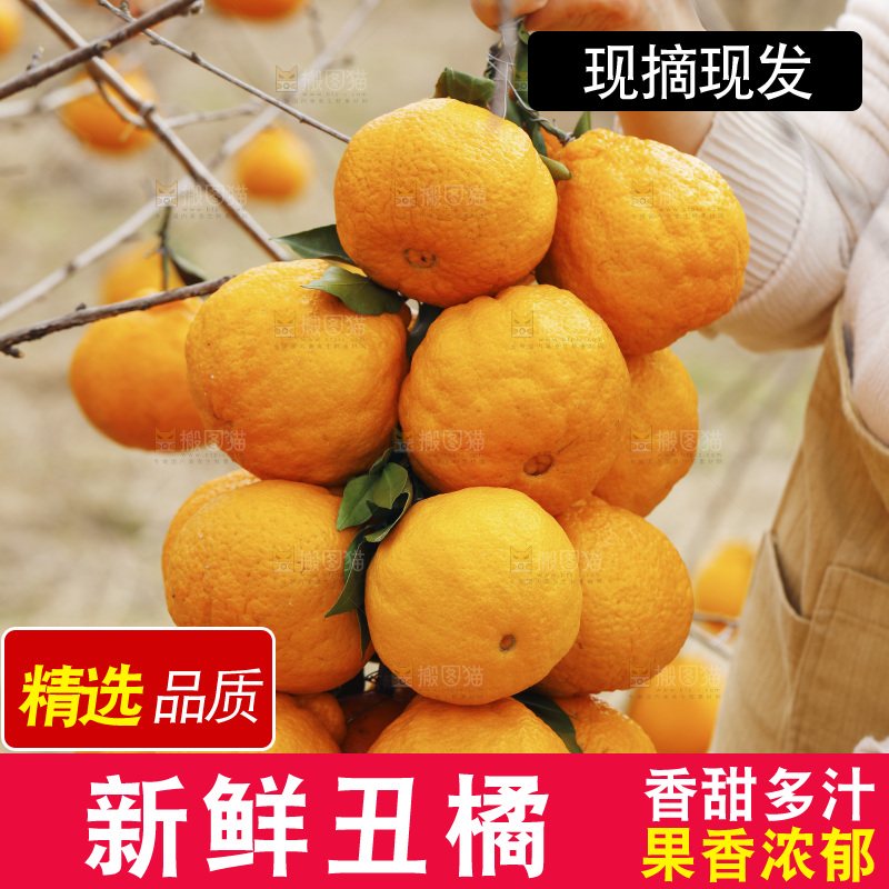 手里拿着一串丑橘
