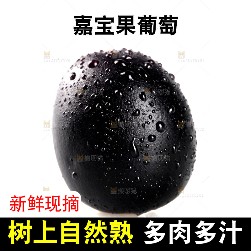 白底上的台湾嘉宝果