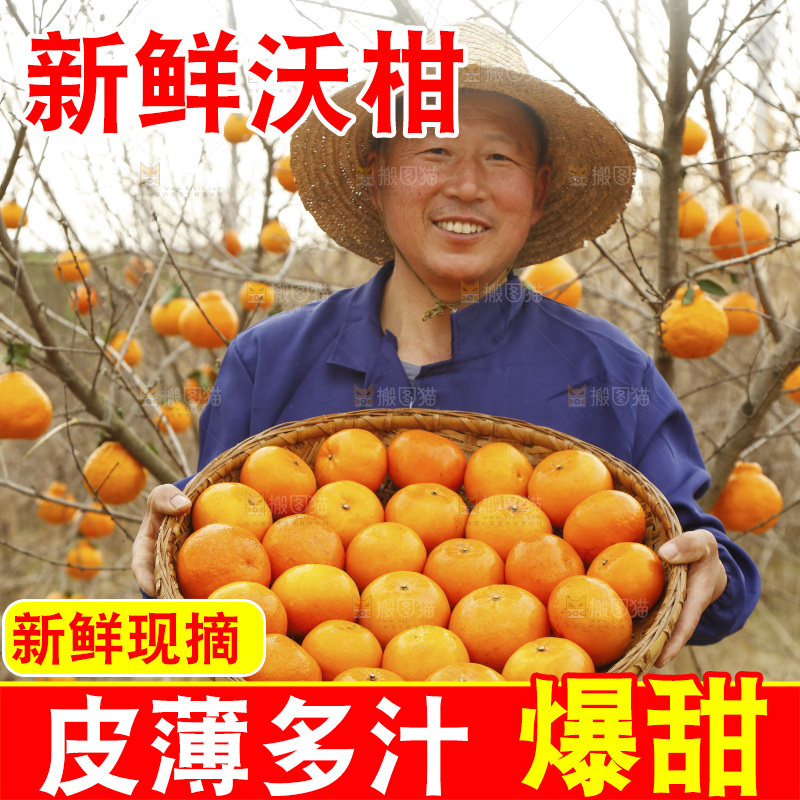 果园农民手里端着一篮武鸣沃柑