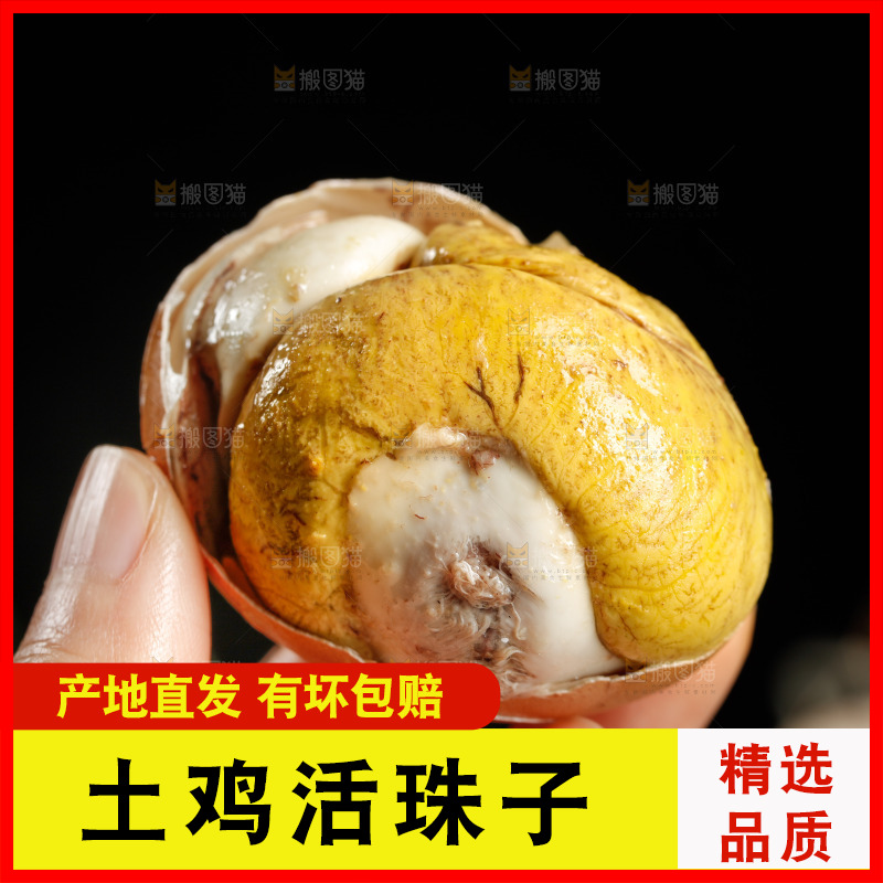 手里拿着凤凰蛋