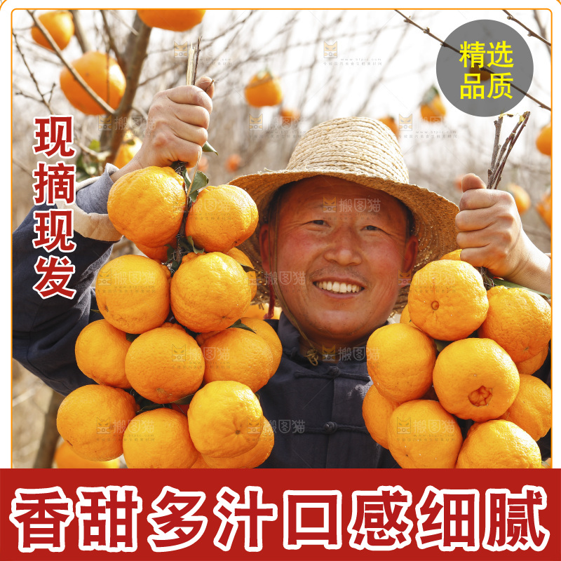 果园农民手里拿着不知火丑橘