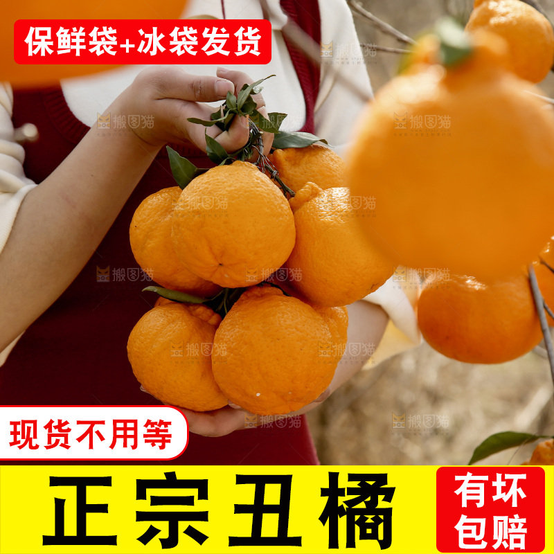 手里抱着丑橘