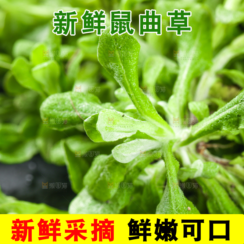 黑石板上的清明草