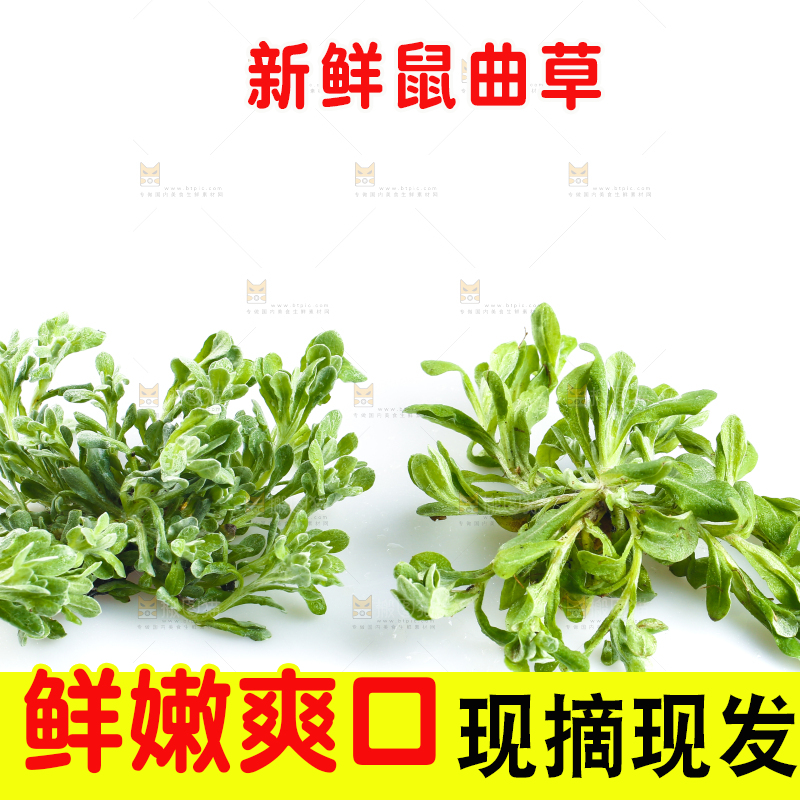 白底上放着鼠曲草