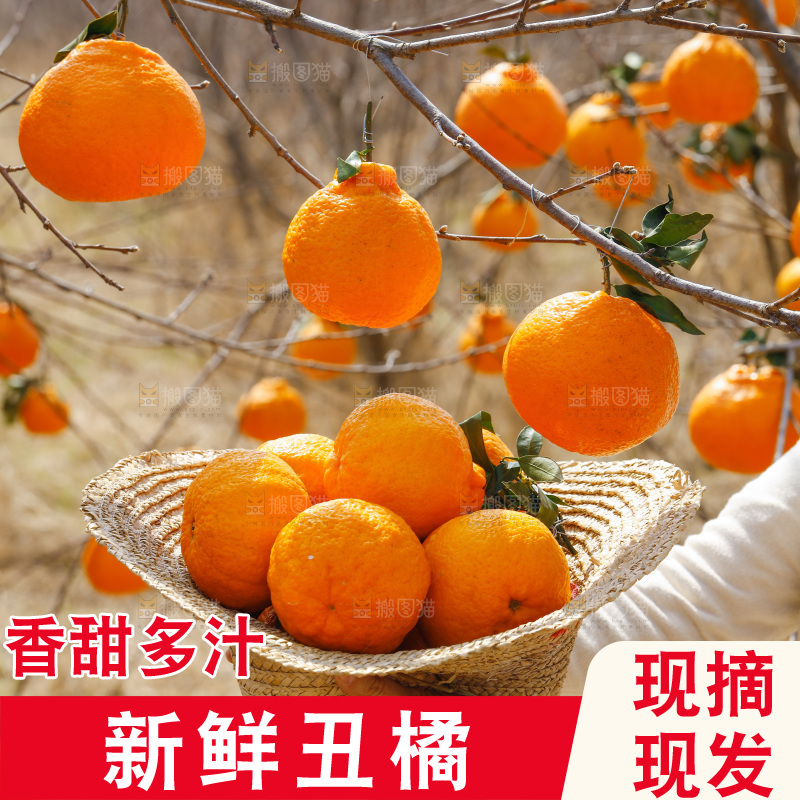草帽子里放着新鲜丑橘