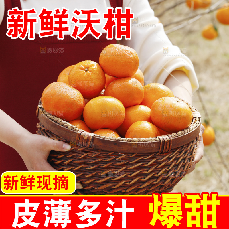 果园里手里端着一篮沃柑