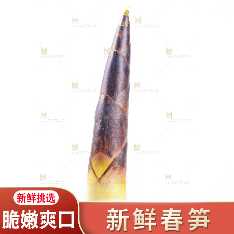 白底上的新鲜春笋