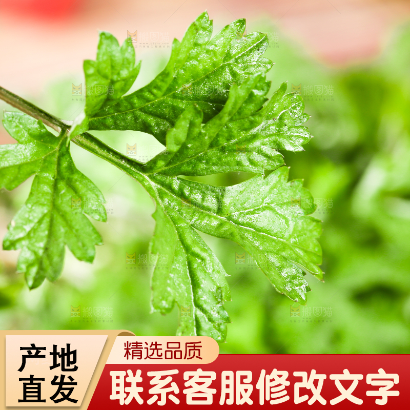 新鲜的艾叶