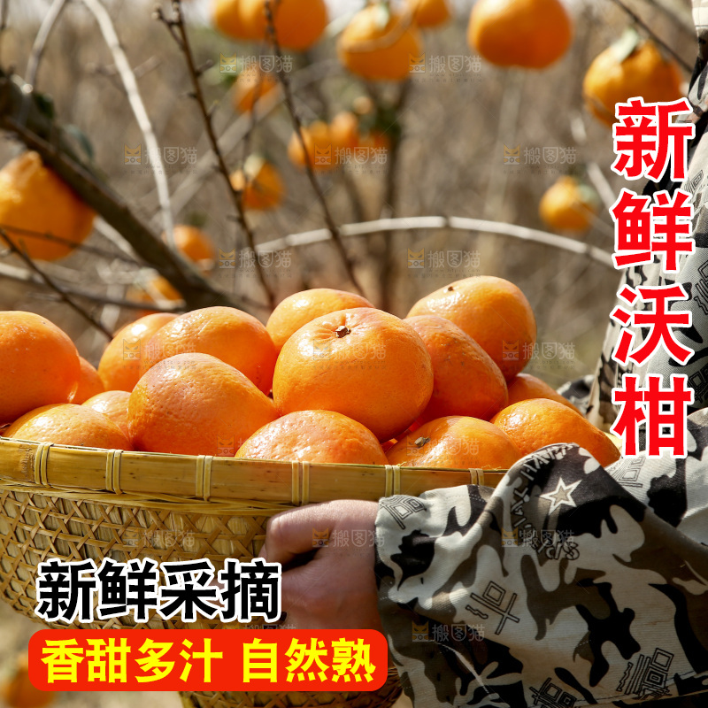 果园手里端着一篮新鲜沃柑