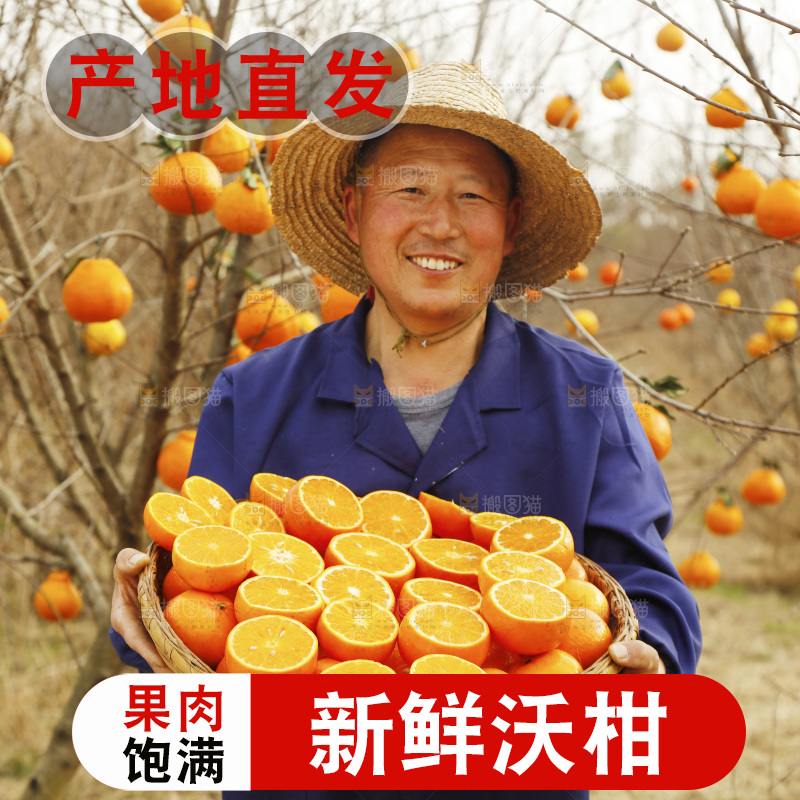 果园农民手里端着一篮沃柑