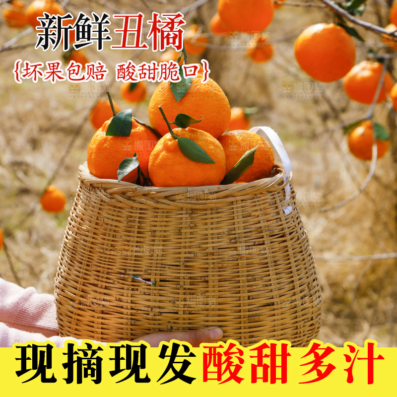 手里端着一筐丑橘