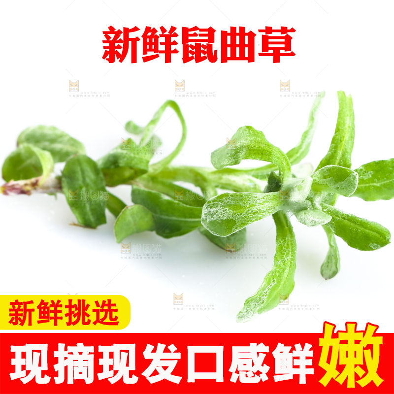 白底上放着鼠曲草