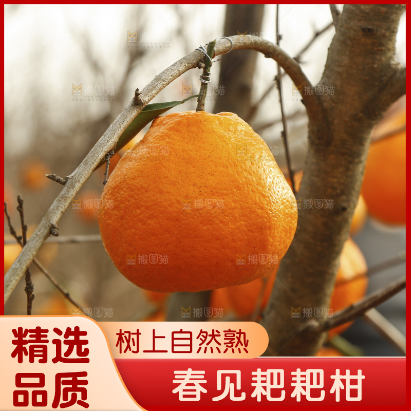 果树上挂着耙耙柑