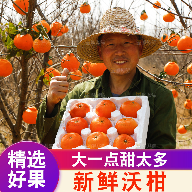 果园农民手里抱着一箱沃柑