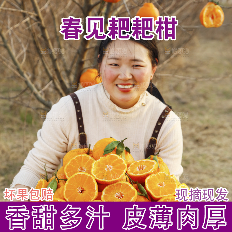果园女人手里端着一篮耙耙柑