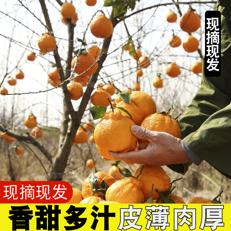 果园农民手里捧着不知火丑橘