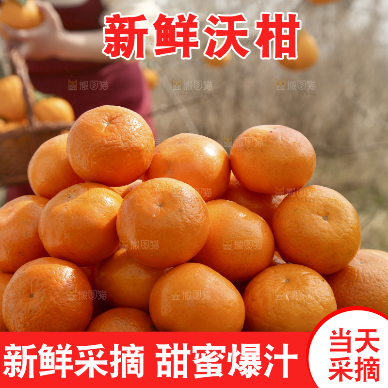 篮子里装着新鲜沃柑
