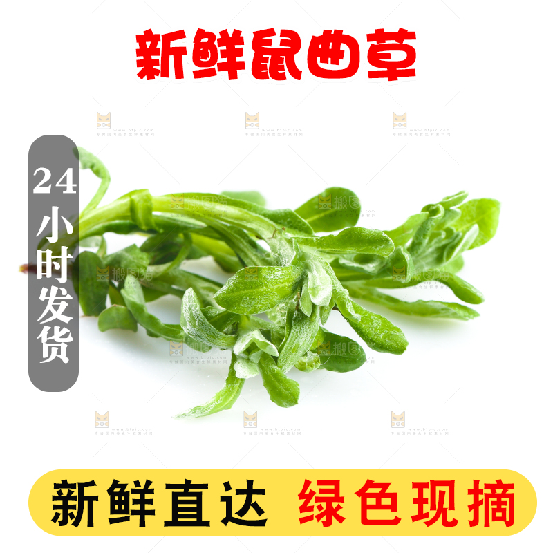 白底上放着鼠曲草