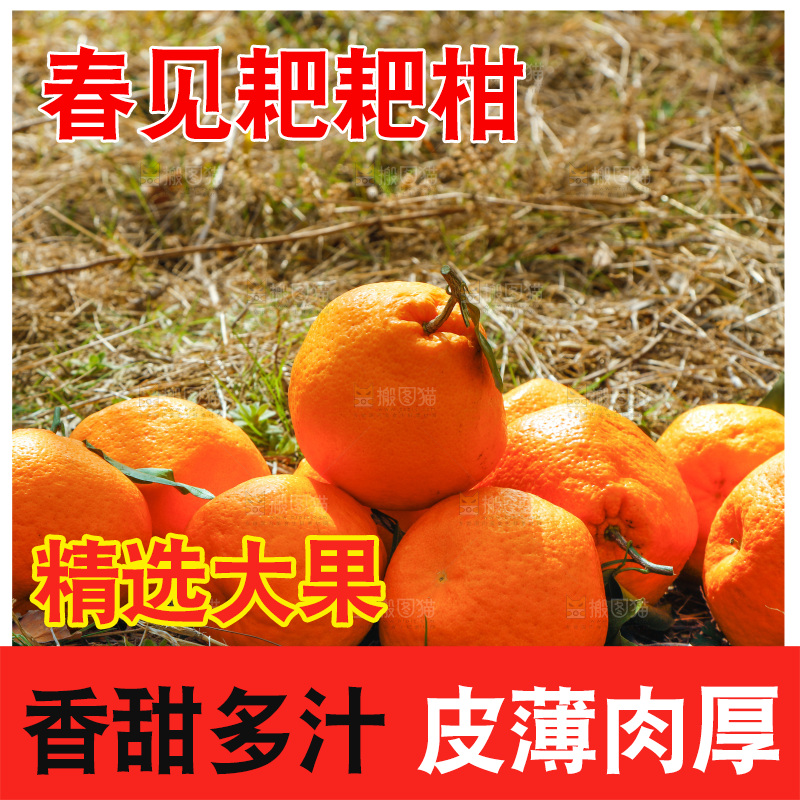 草地上放着春见耙耙柑
