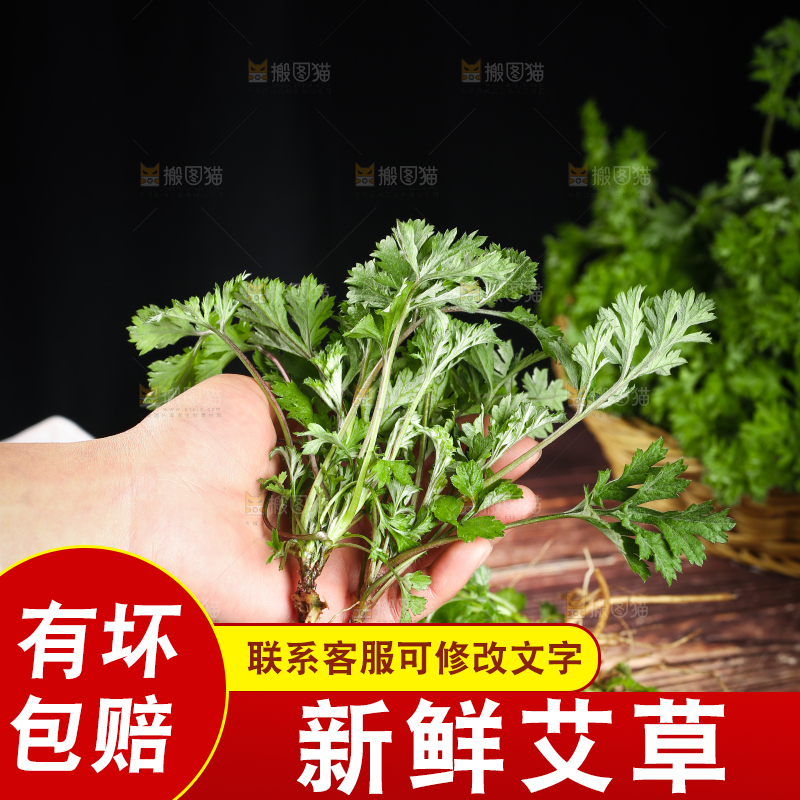 手里拿着艾草叶