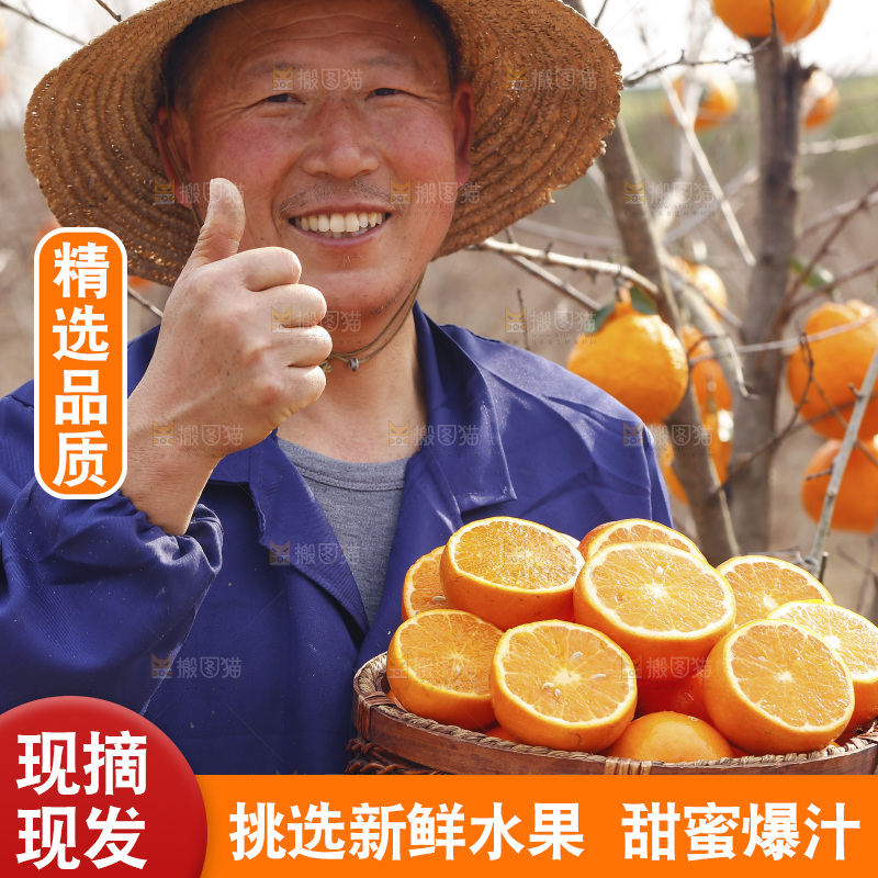果园农民手里端着一篮新鲜沃柑