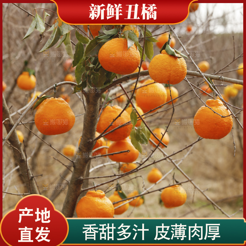 树上挂着丑橘