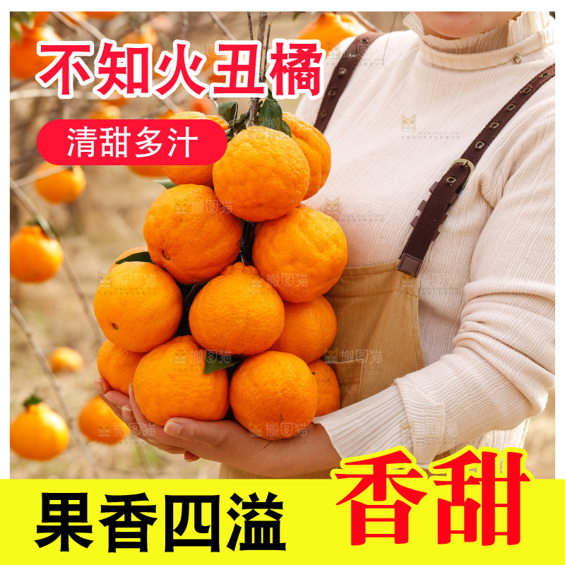 手里拿着一串丑橘