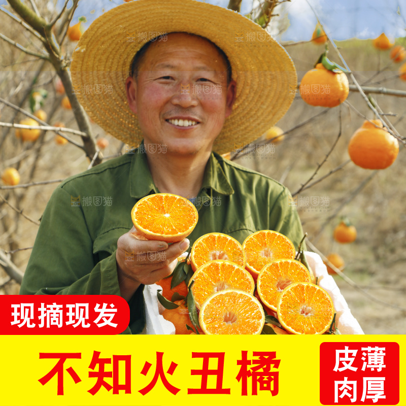 果园农民手里端着一箱丑柑