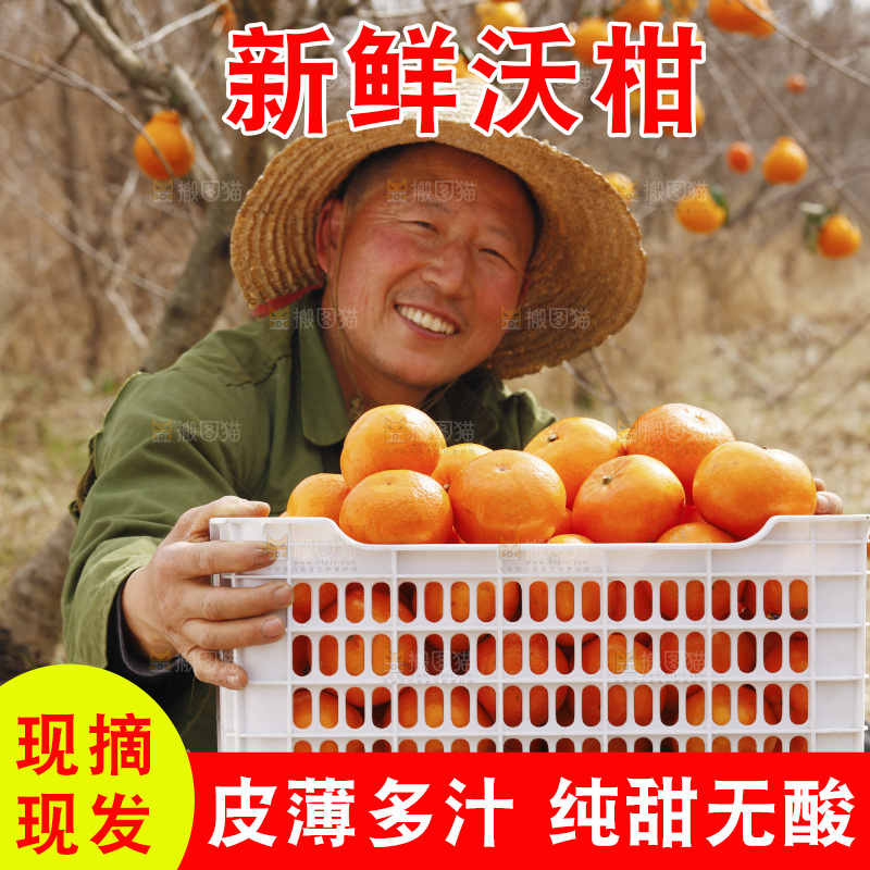 果园农民抱着一框武鸣沃柑