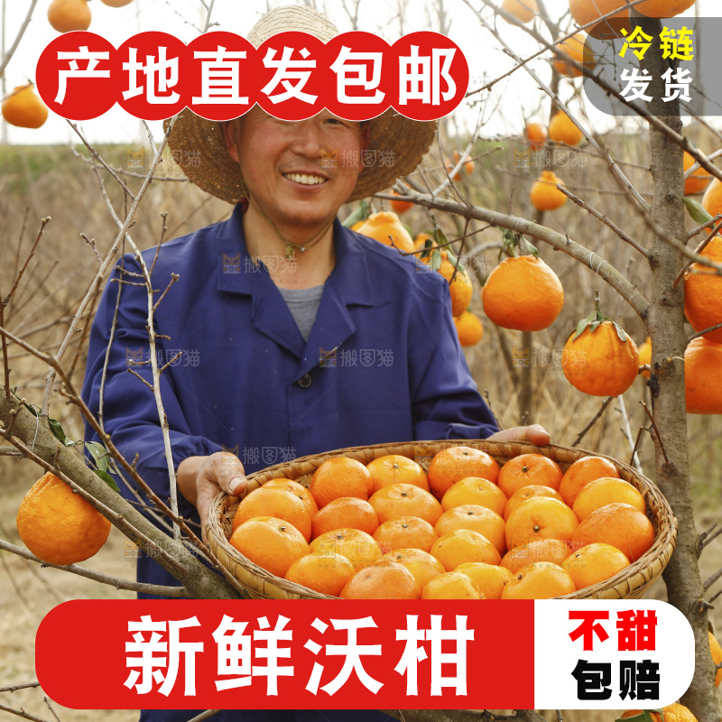 果园农民手里端着一篮武鸣沃柑