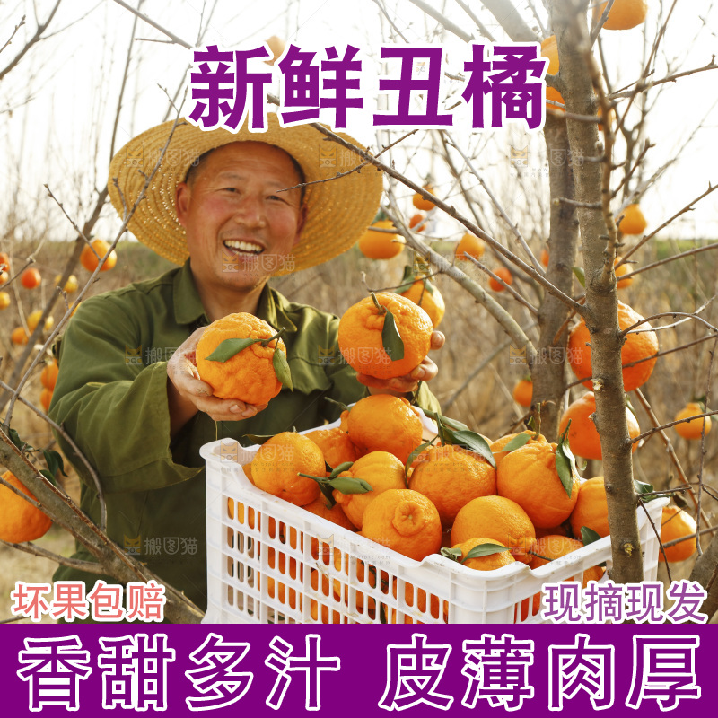 果园农民手里拿着不知火丑橘