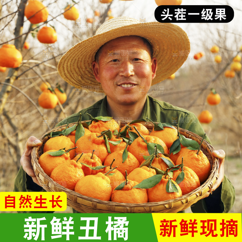 果园农民手里抱着一篮不知火丑橘