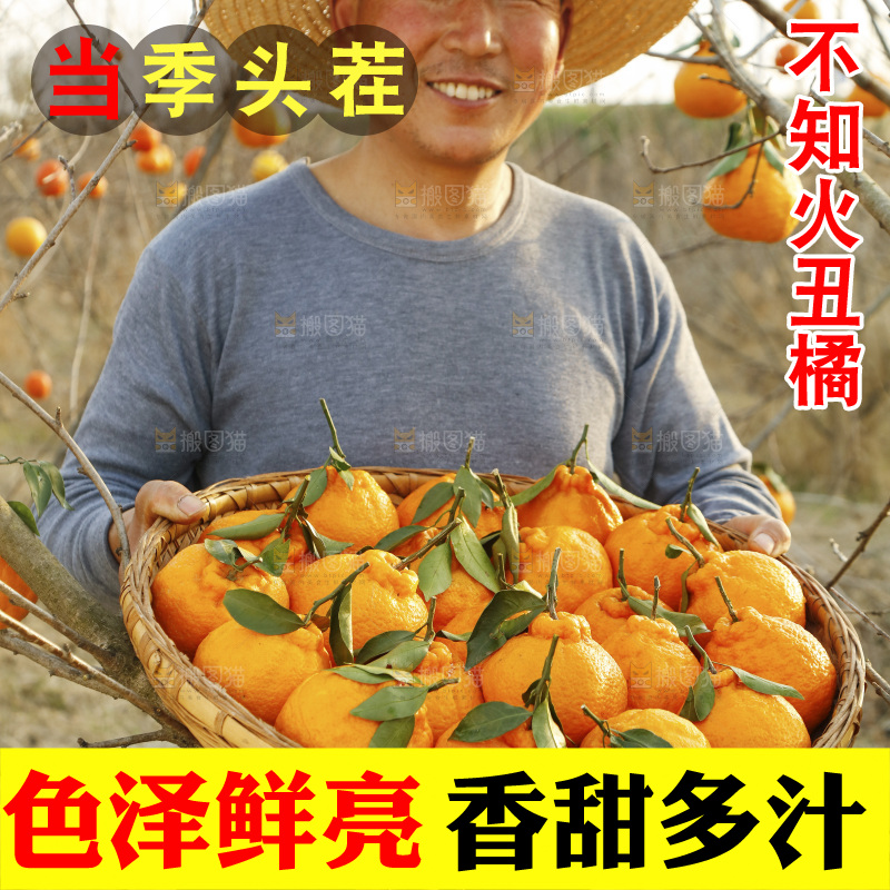 农民手里抱着一篮子不知火丑橘