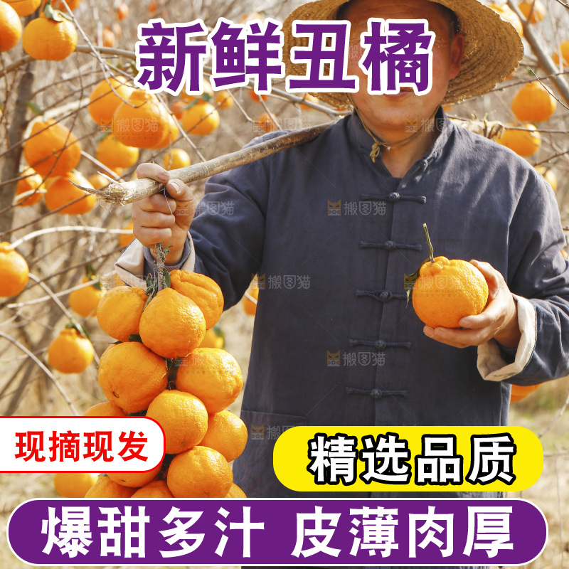 果园农民手里拿着不知火丑橘