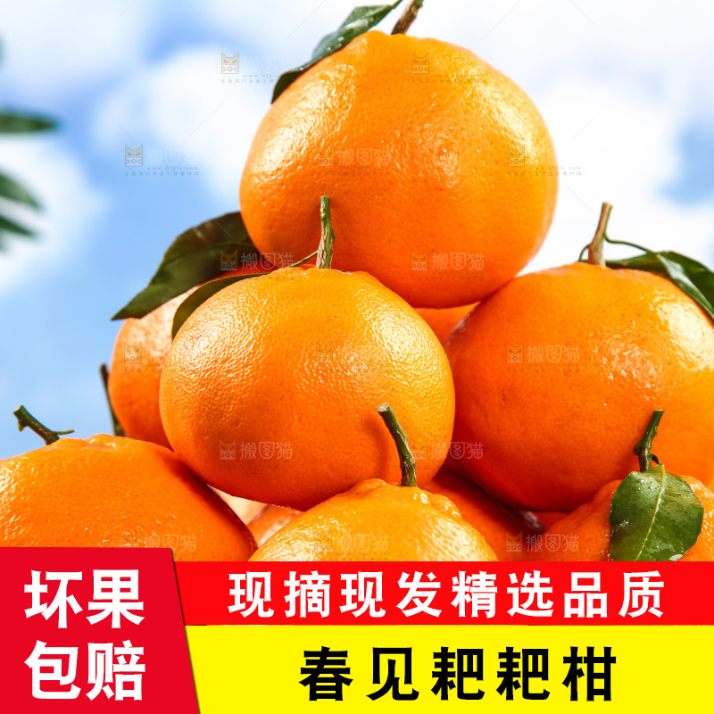 篮子里的新鲜耙耙柑