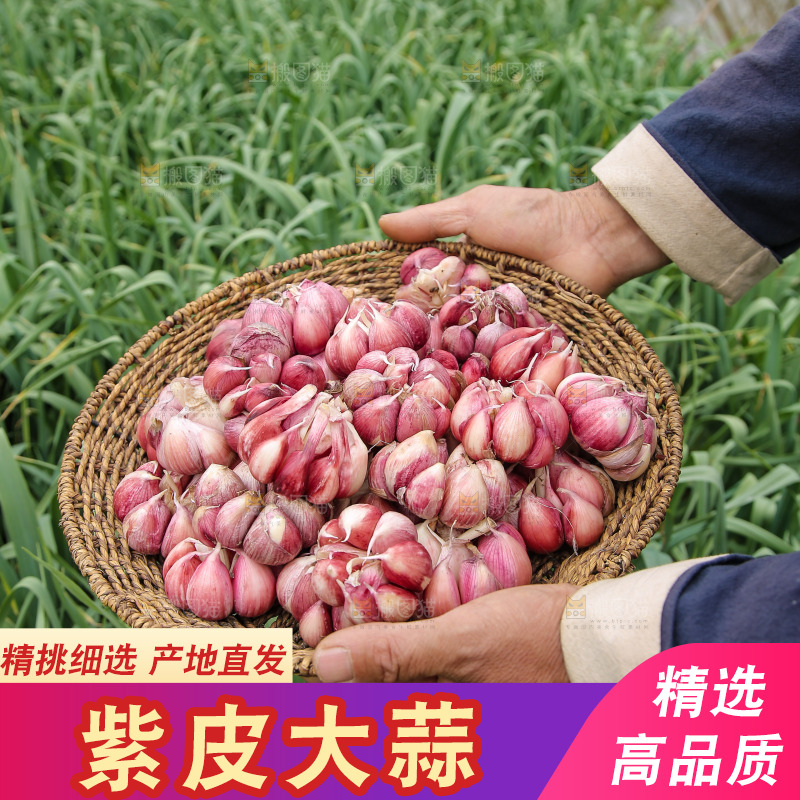一篮紫皮大蒜