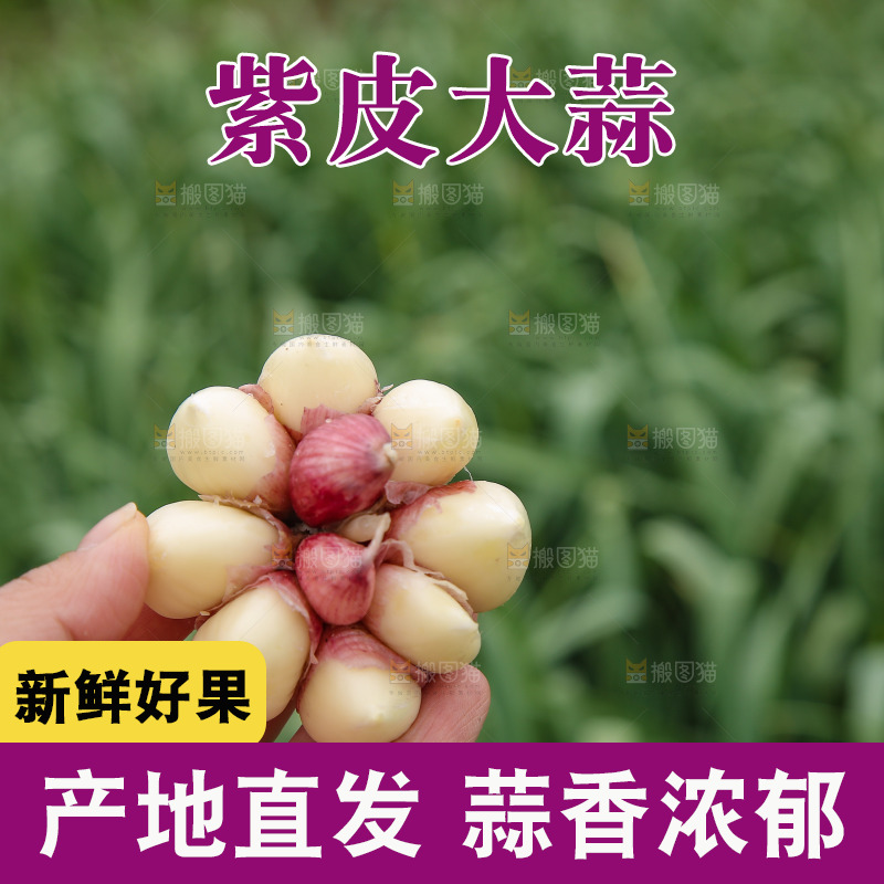 手里拿着多瓣蒜