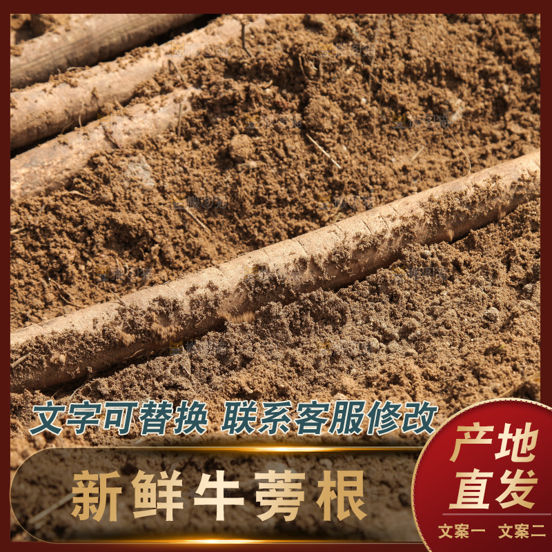 地里的新鲜牛蒡根