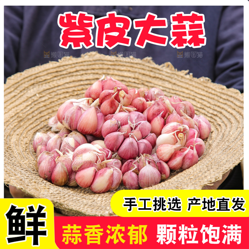 草帽里装着紫皮蒜
