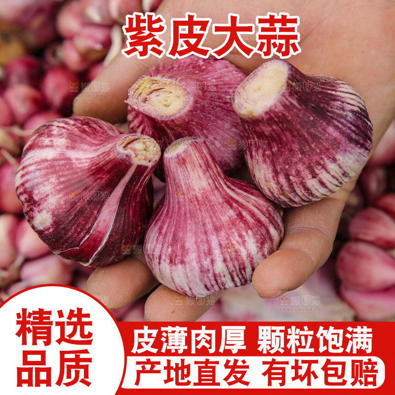 手里拿着紫皮大蒜