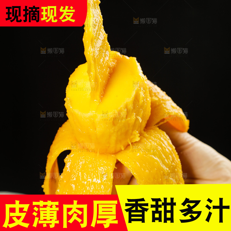 手里拿着金煌水仙芒